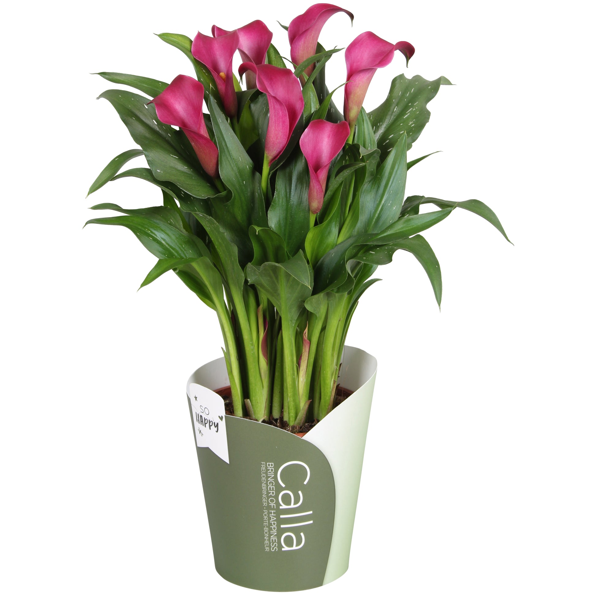 Zantedeschia Allure 40cm 13cm Pot