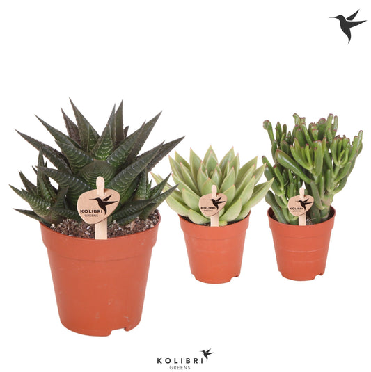 Kolibri Greens Succulents mix 23cm 9cm Pot
