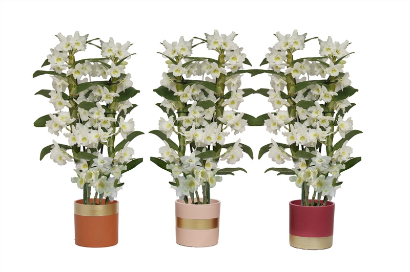 Dendrobium Apollon 50cm 12cm Pot