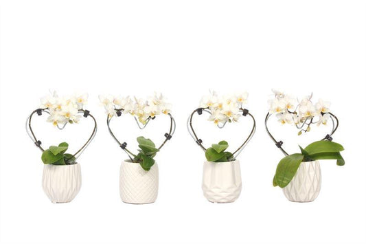 Phalaenopsis hybrid 17cm 6cm Pot