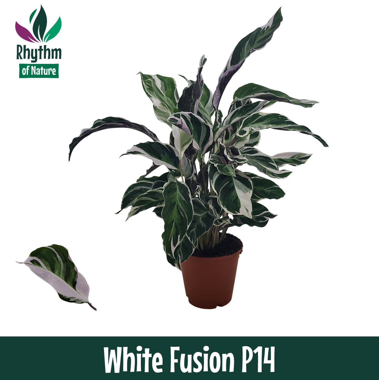 Valstar, Hkw. Gebr. Calathea Fusion White Pack of 8
