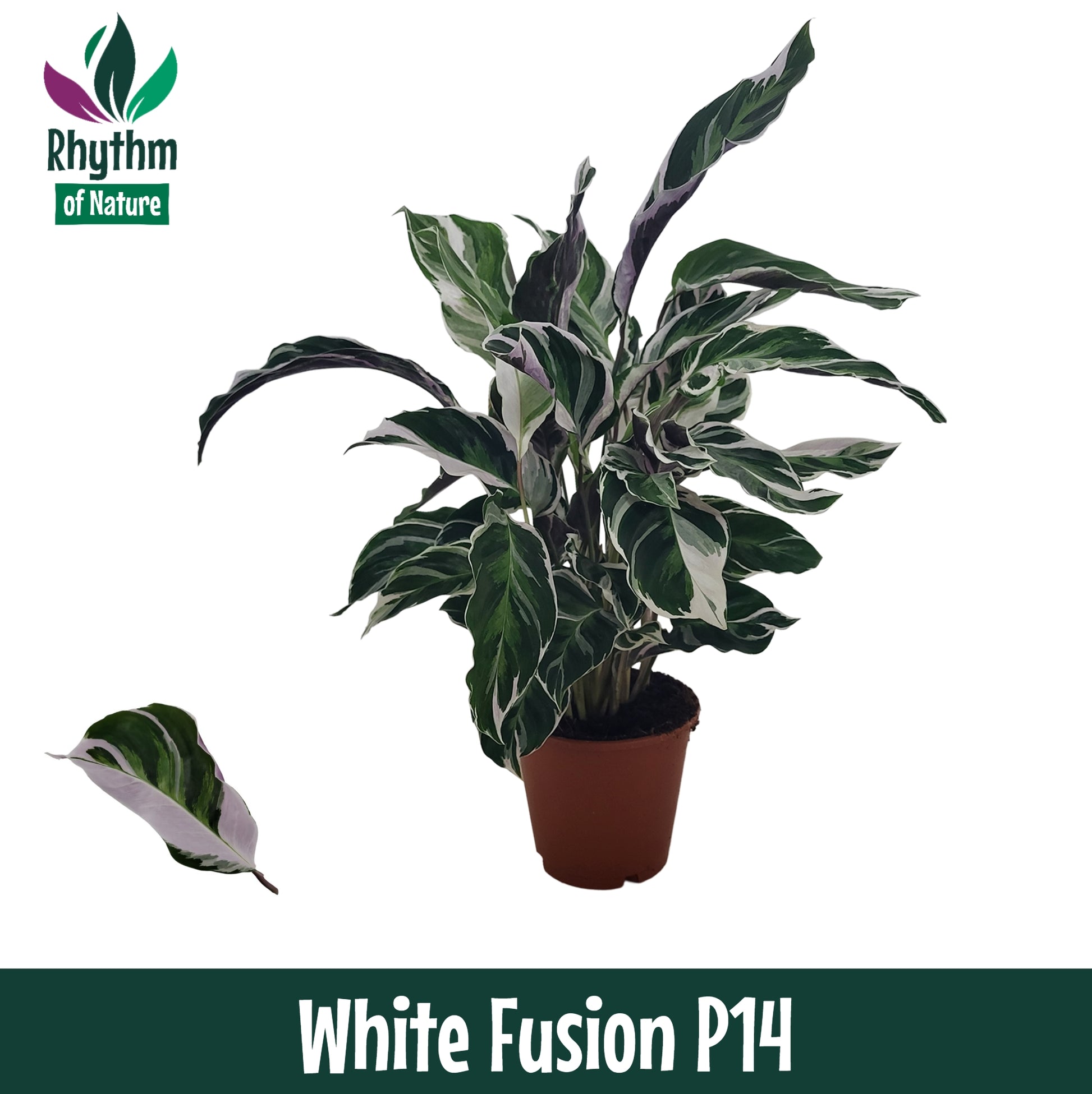 Valstar, Hkw. Gebr. Calathea Fusion White Pack of 8