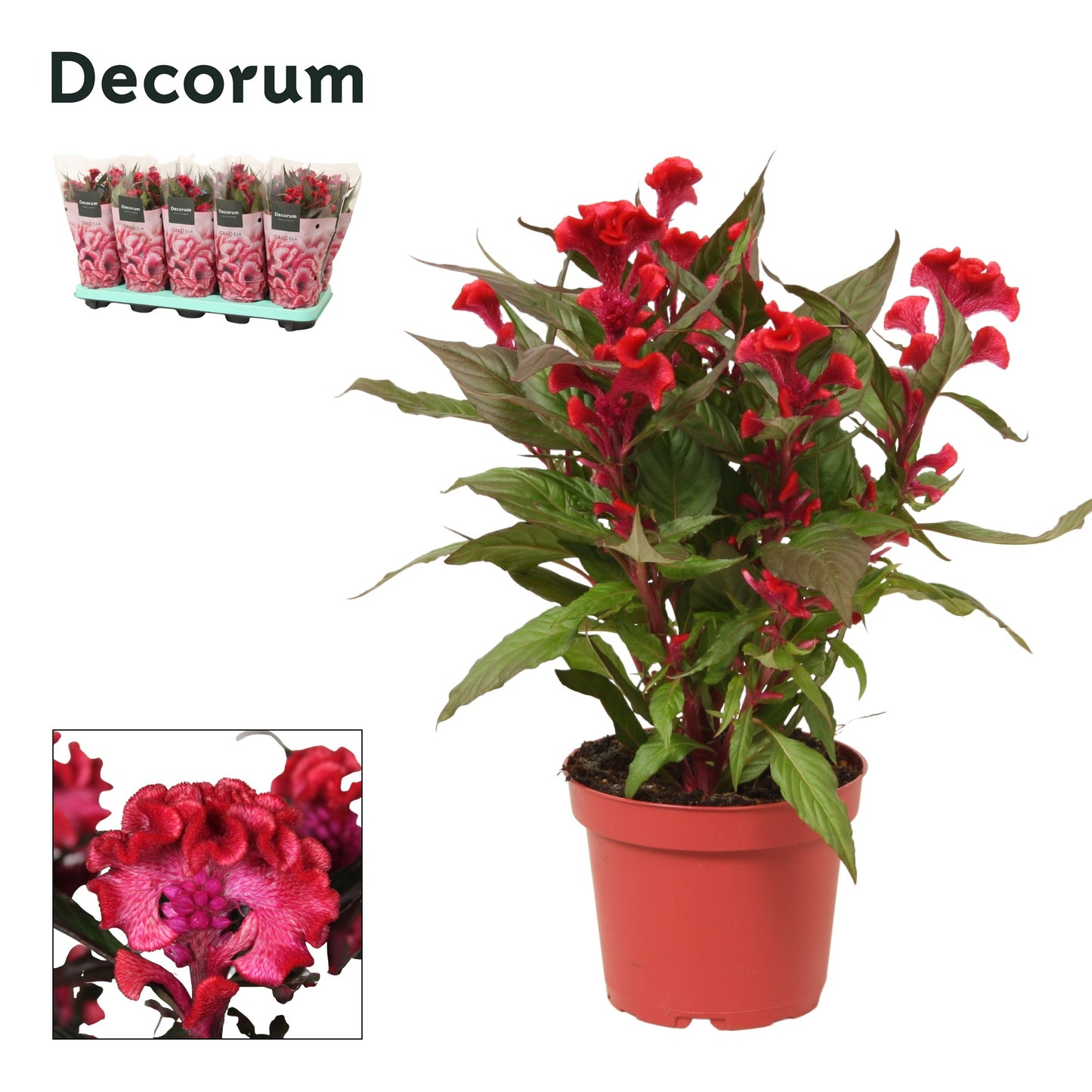 Celosia Hot Topic Red 32cm 12cm Pot