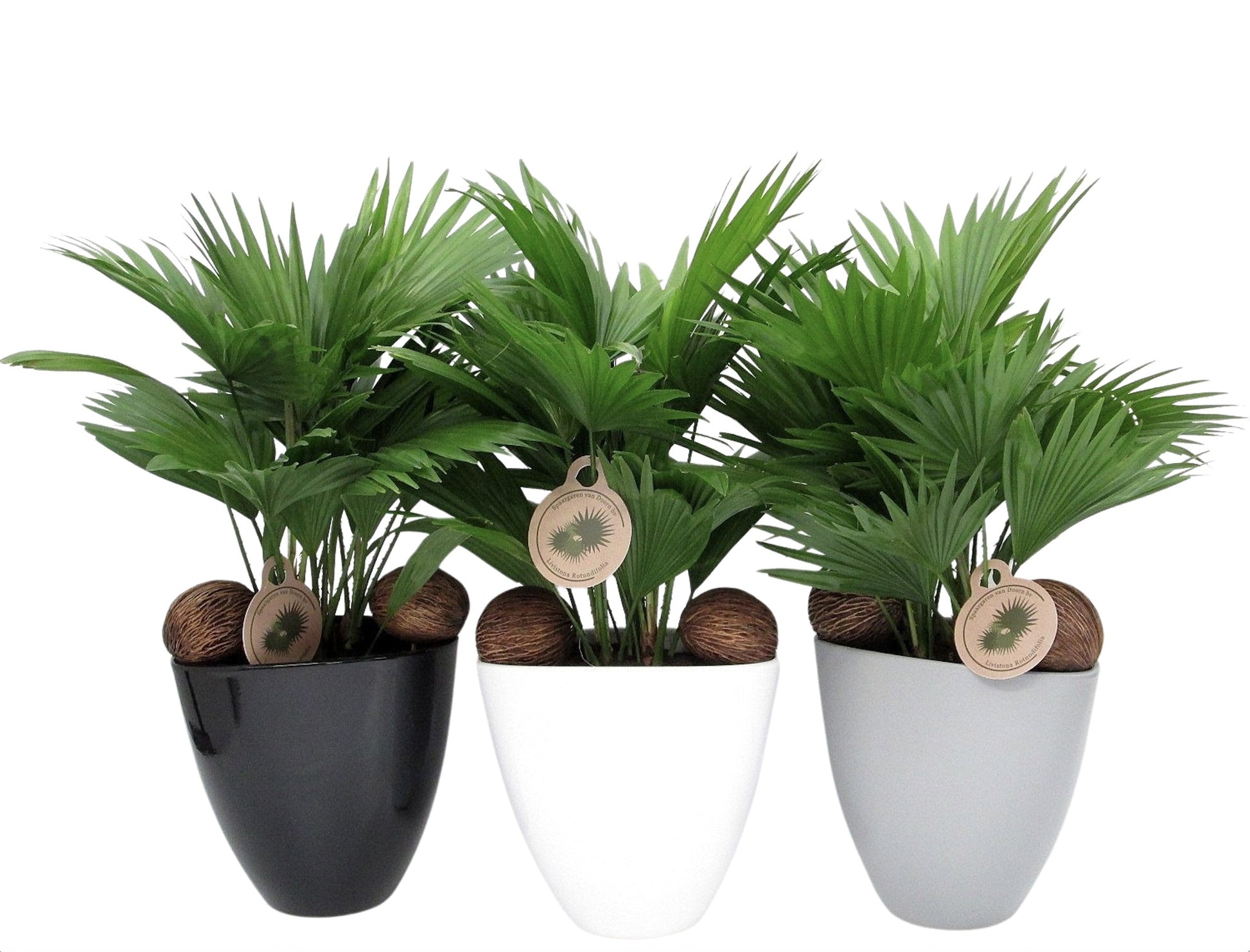 Livistona rotundifolia 55cm 22cm Pot