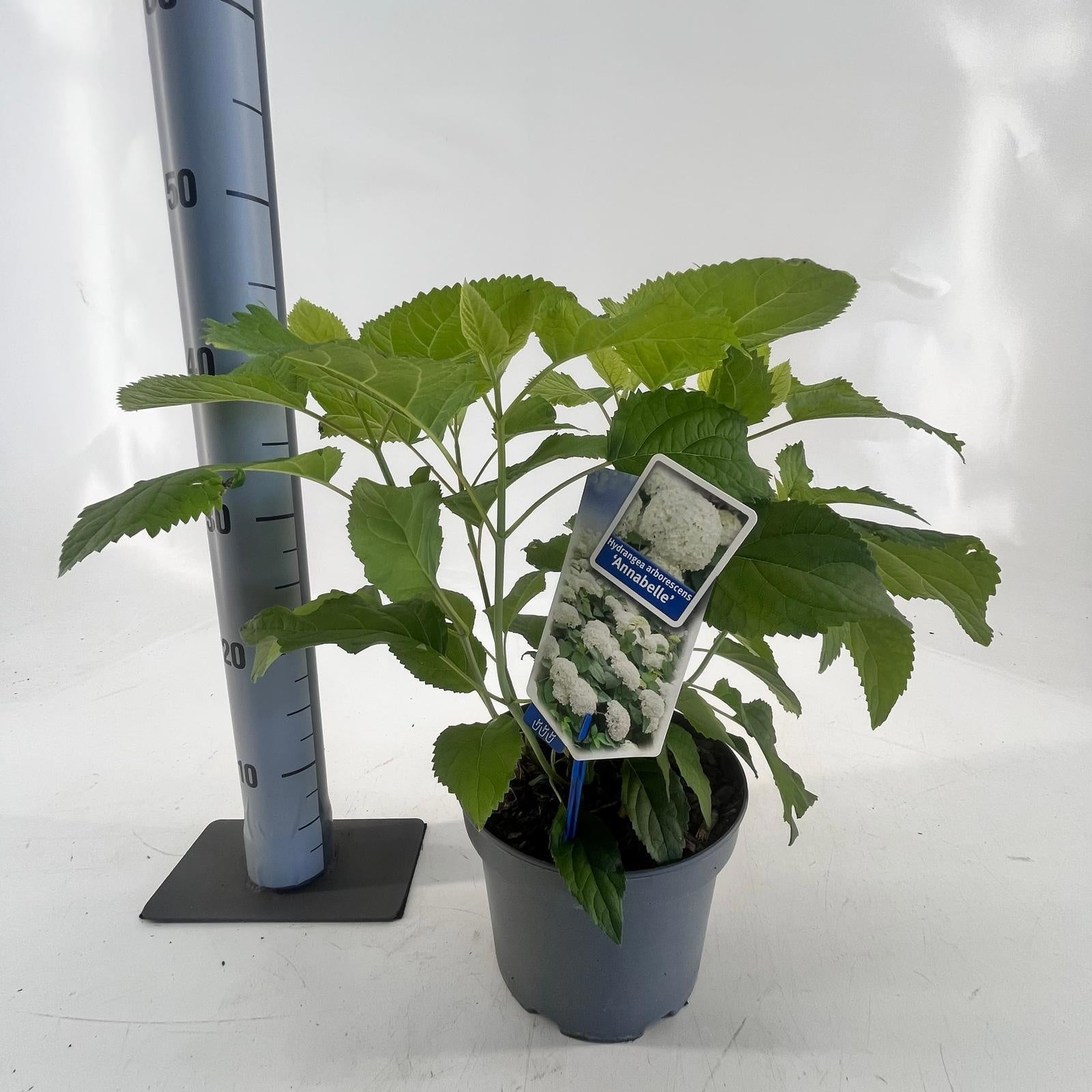 Hydrangea Annabelle 30cm 19cm Pot