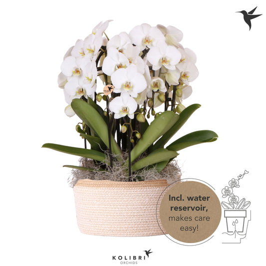 Phalaenopsis Elegant cascade 45cm 28cm Pot