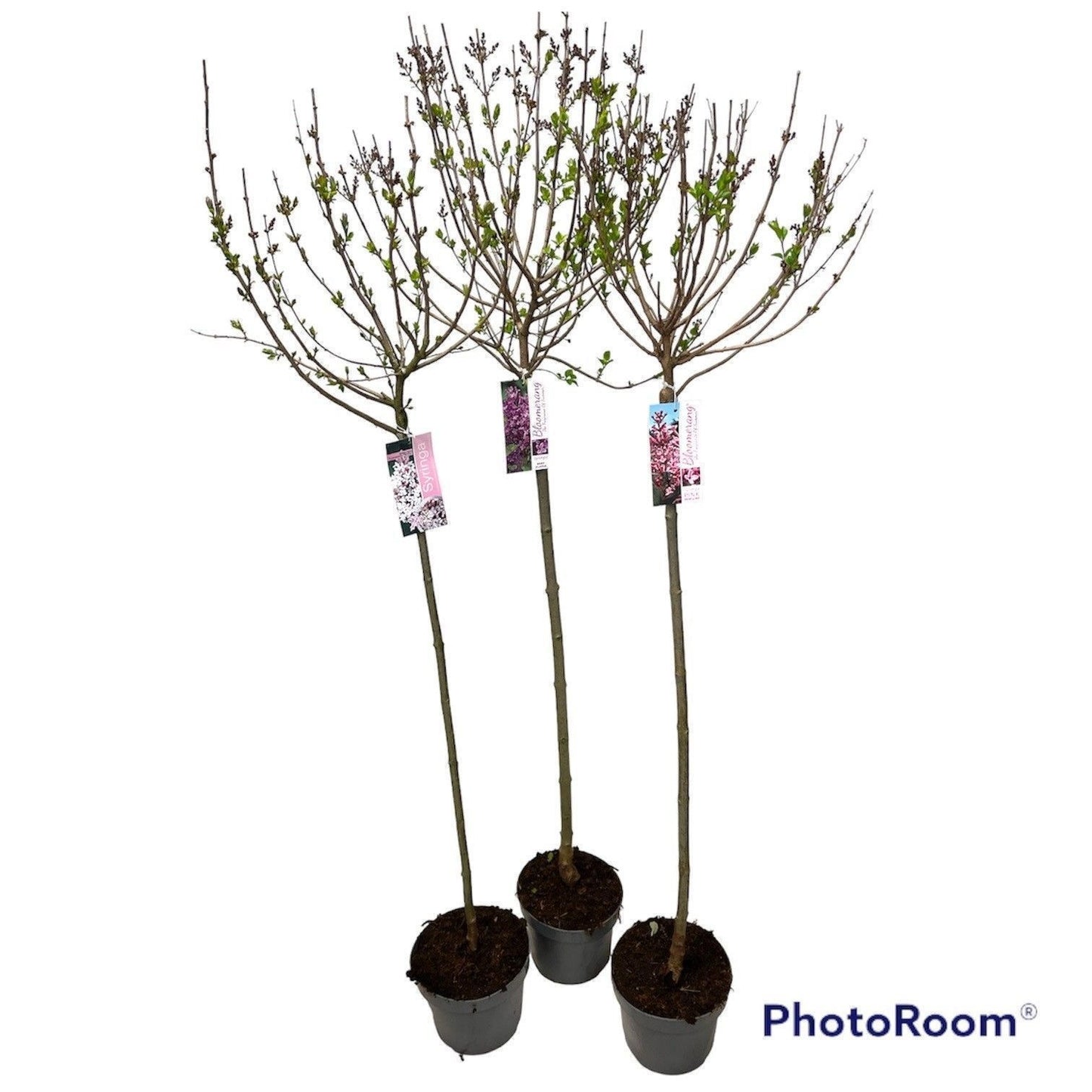 Syringa mix 140cm 23cm Pot