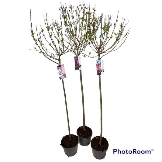 Syringa mix 140cm 23cm Pot