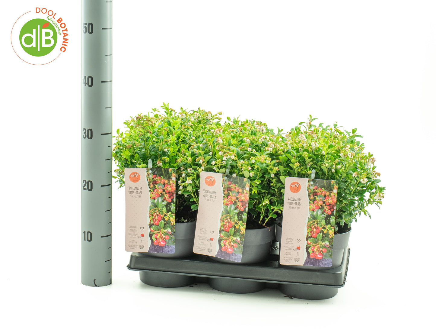 Vaccinium Fireballs 25cm 15cm Pot