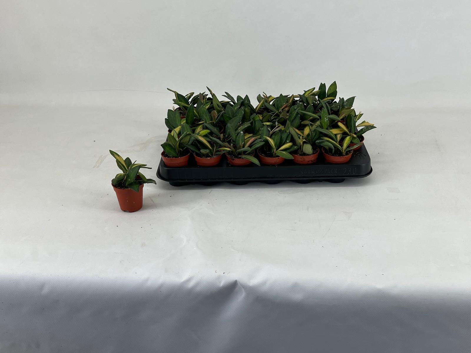 Hoya australis 15.5cm Pot