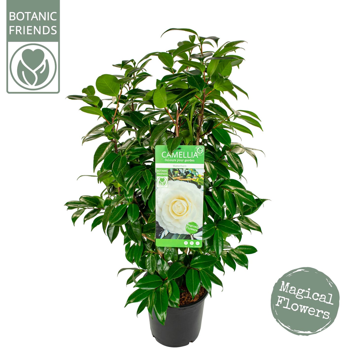 Camellia jap. Matterhorn 85cm 24cm Pot
