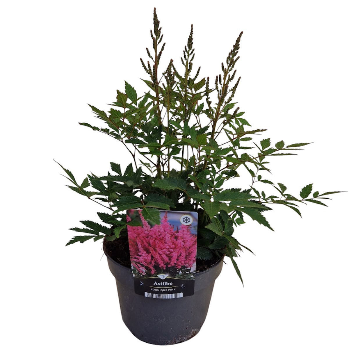 Florizon Plants Astilbe Younique Pink Pack of 6