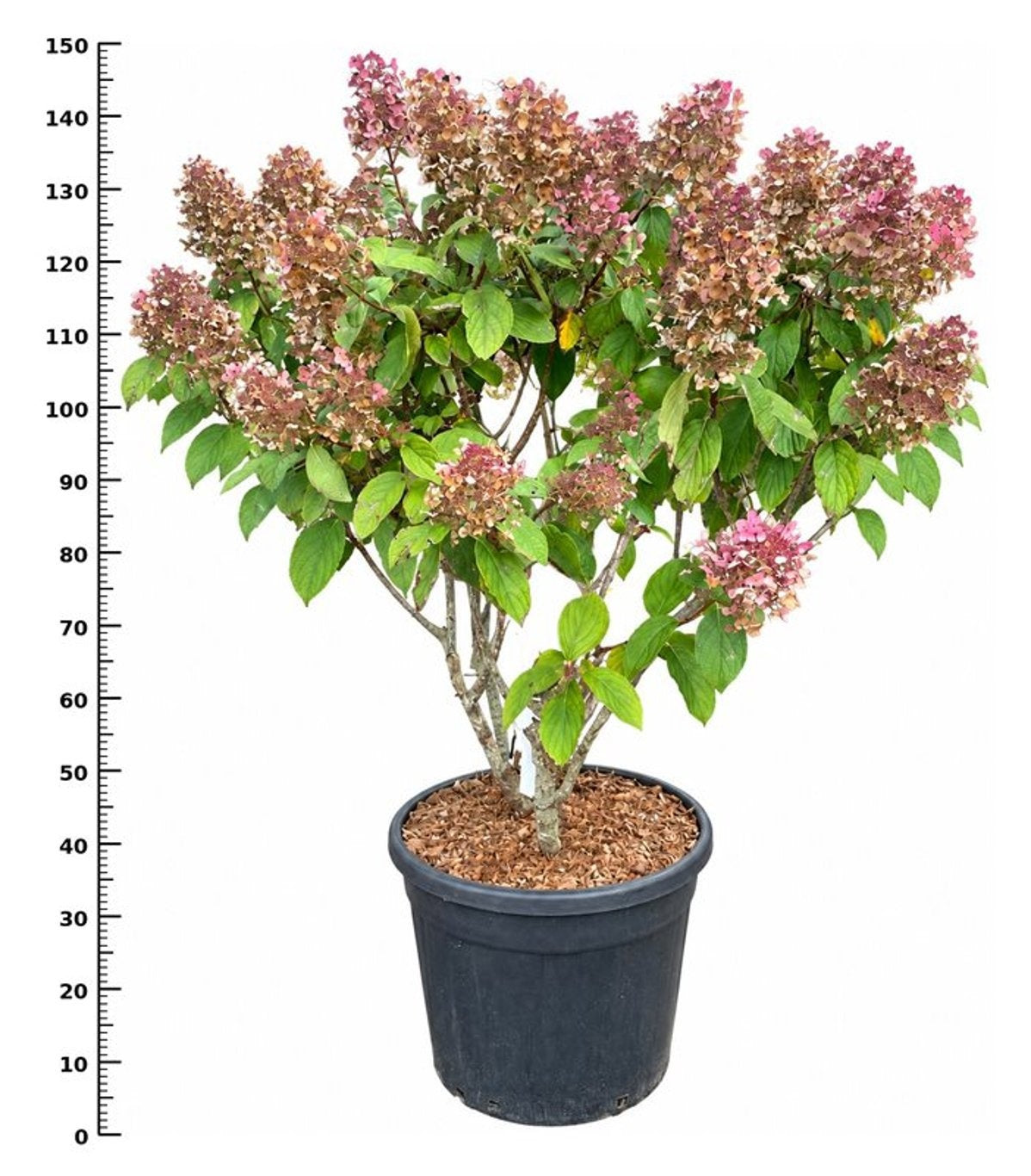 Hydrangea paniculata 150cm 38cm Pot