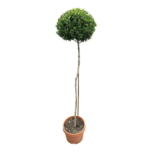 Ilex crenata Caroline Upright 150cm 30cm Pot