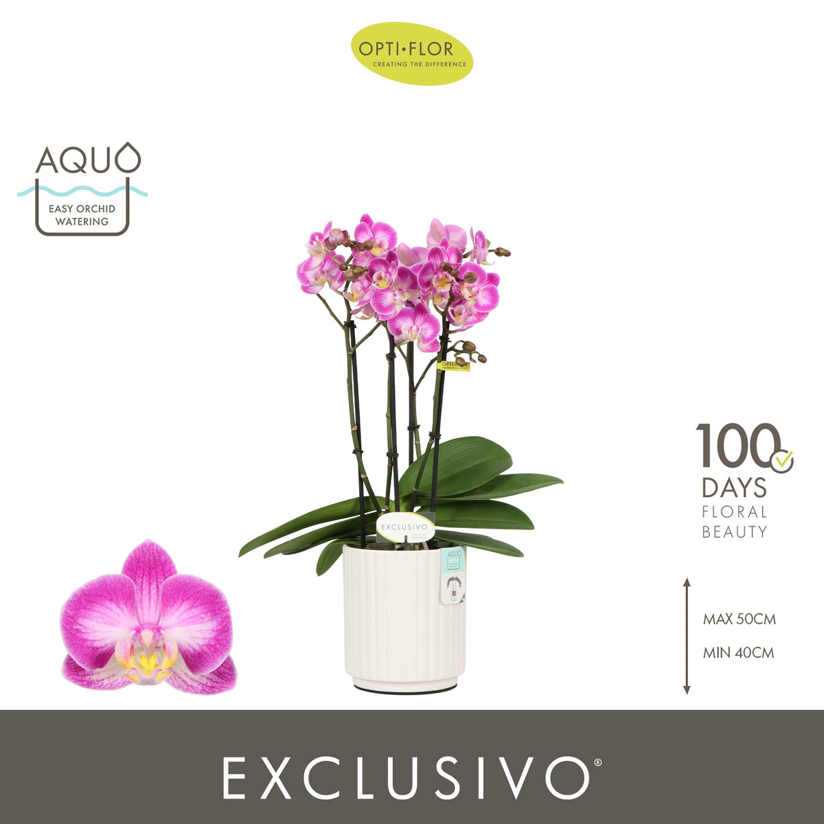 Phalaenopsis pink 45cm 12cm Pot