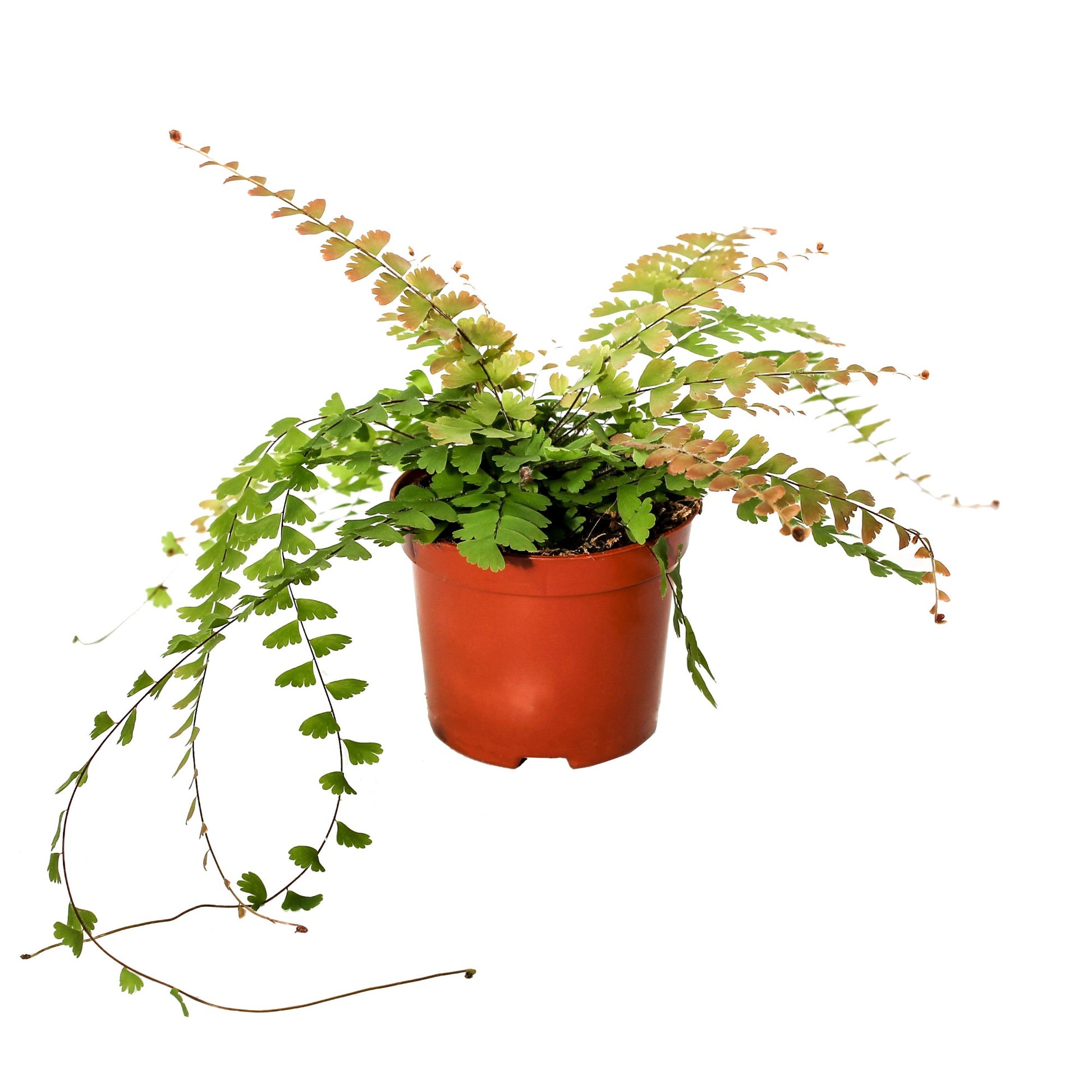 Adiantum caudatum 20cm Special Pot (508)