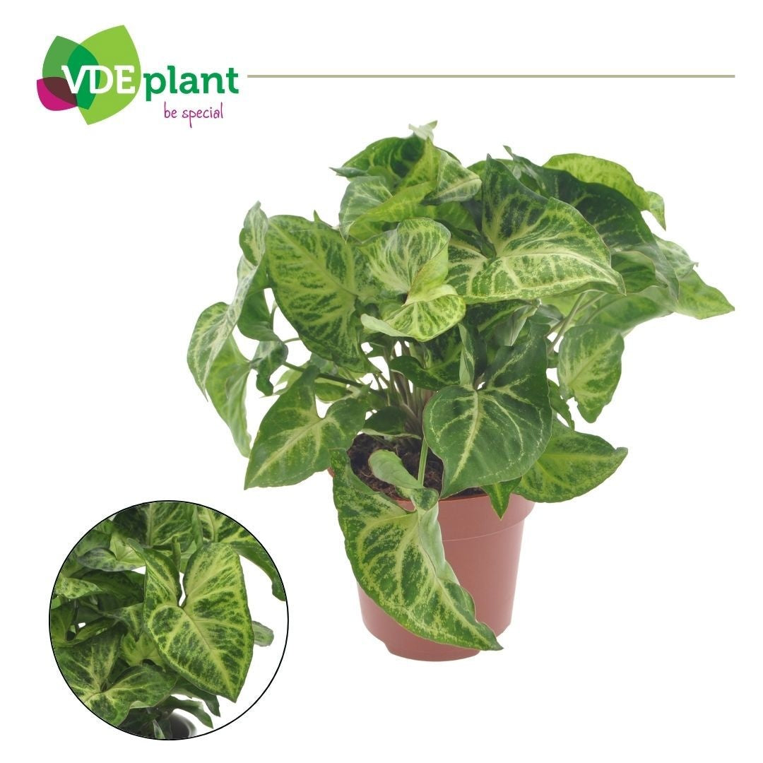 Syngonium Arrow 25cm 12cm Pot