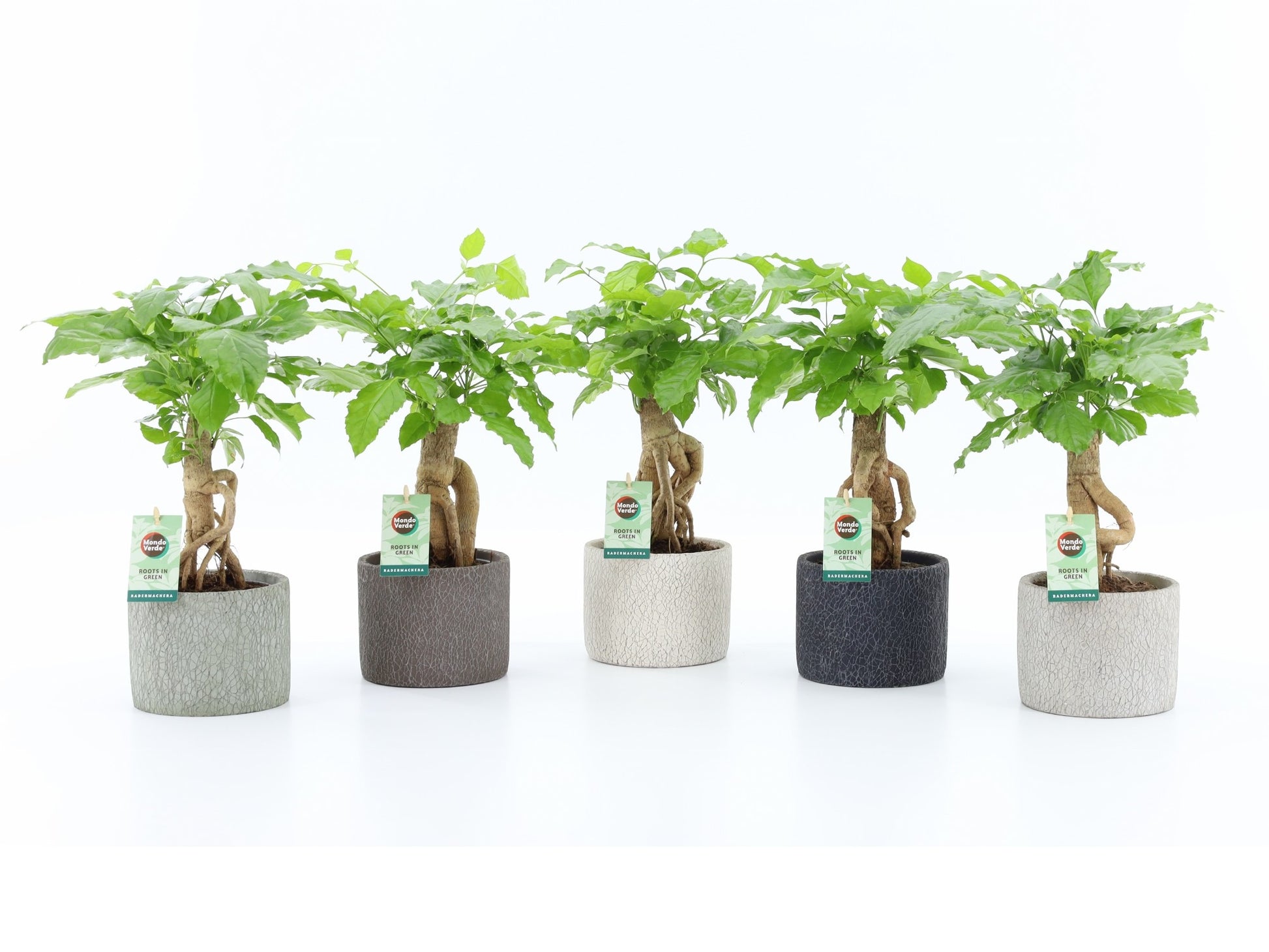 Mondo Verde (Bakker) Radermachera sinica Pack of 5