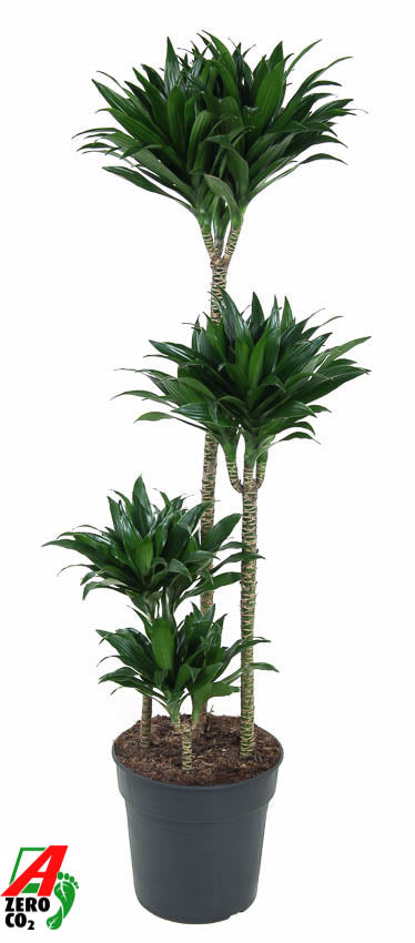 Dracaena fragrans Compacta 90-60-30-15 130cm 27cm Pot