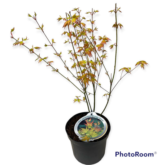 Acer Orange Dream 60cm 19cm Pot