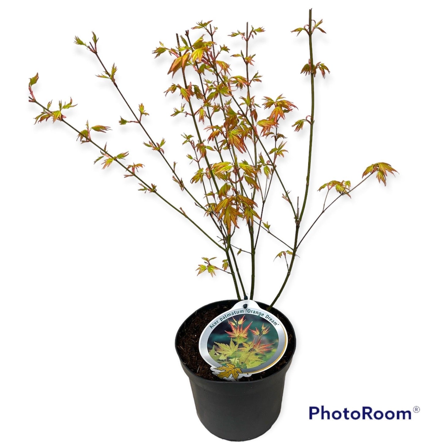 Acer Orange Dream 60cm 19cm Pot