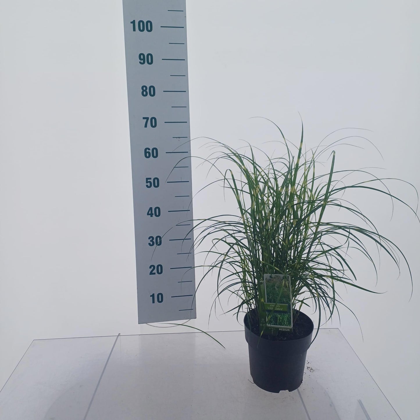 Miscanthus sinensis 65cm 19cm Pot