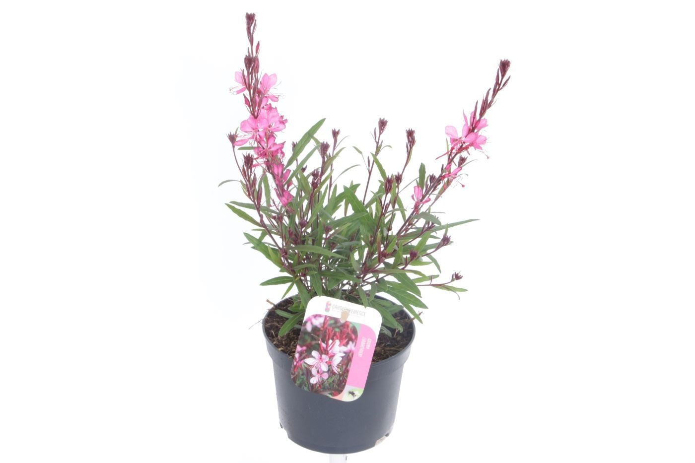 Gaura Gaudi Rose 35cm 13cm Pot