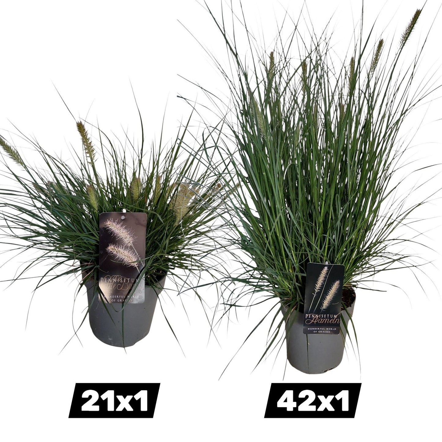Pennisetum mix 100cm 19cm Pot