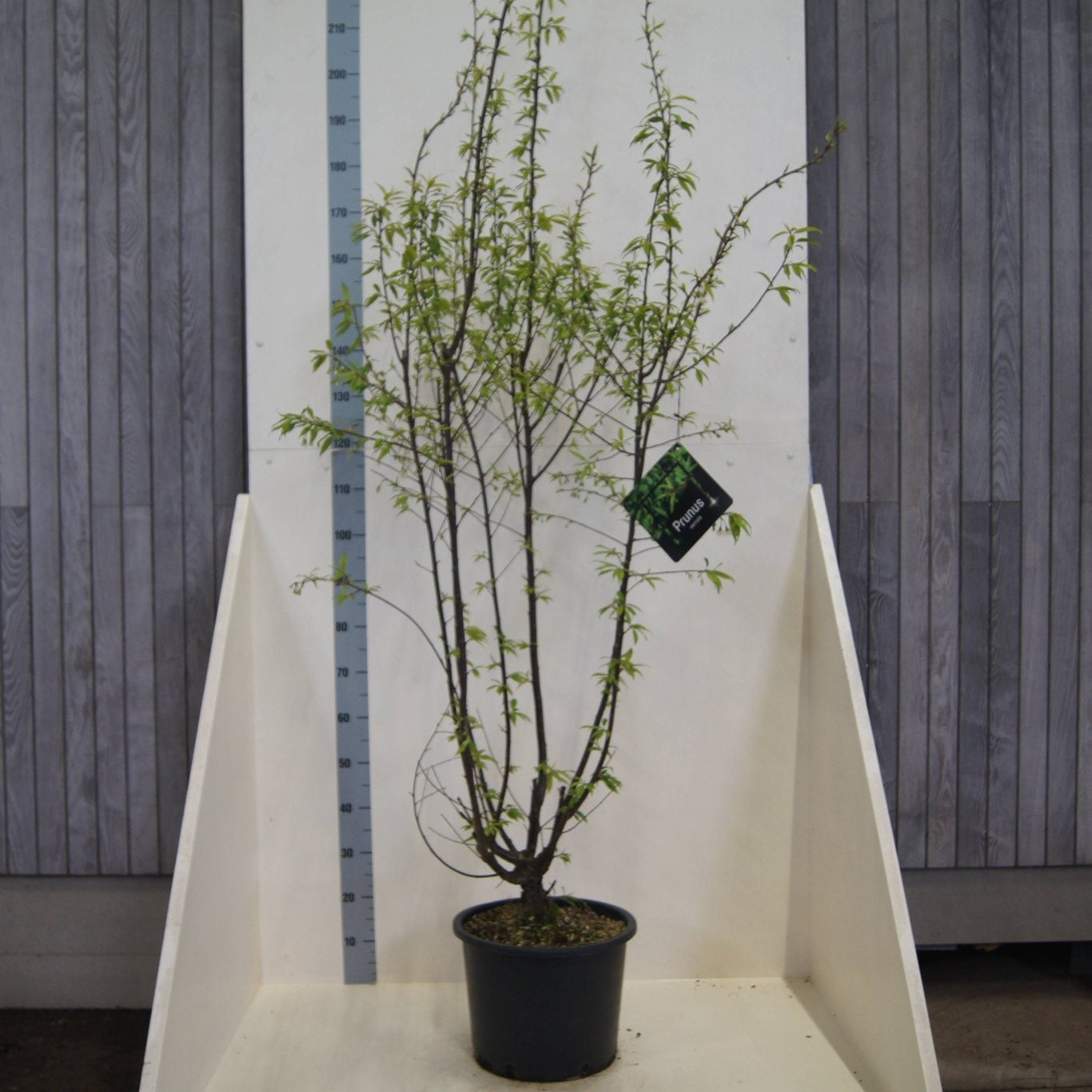 Prunus serrula 175cm 40cm Pot