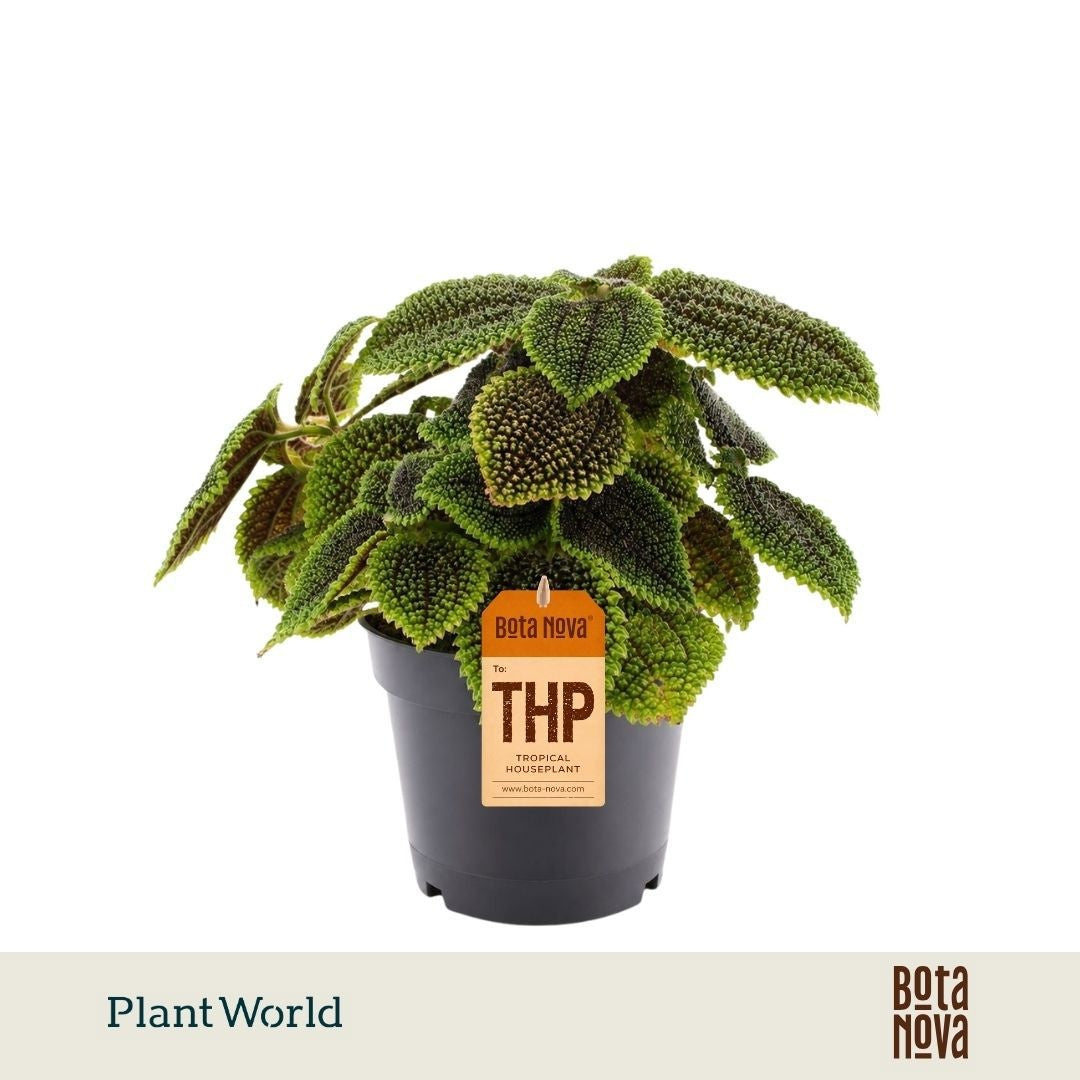 Pilea Moon Valley 25cm 14cm Pot