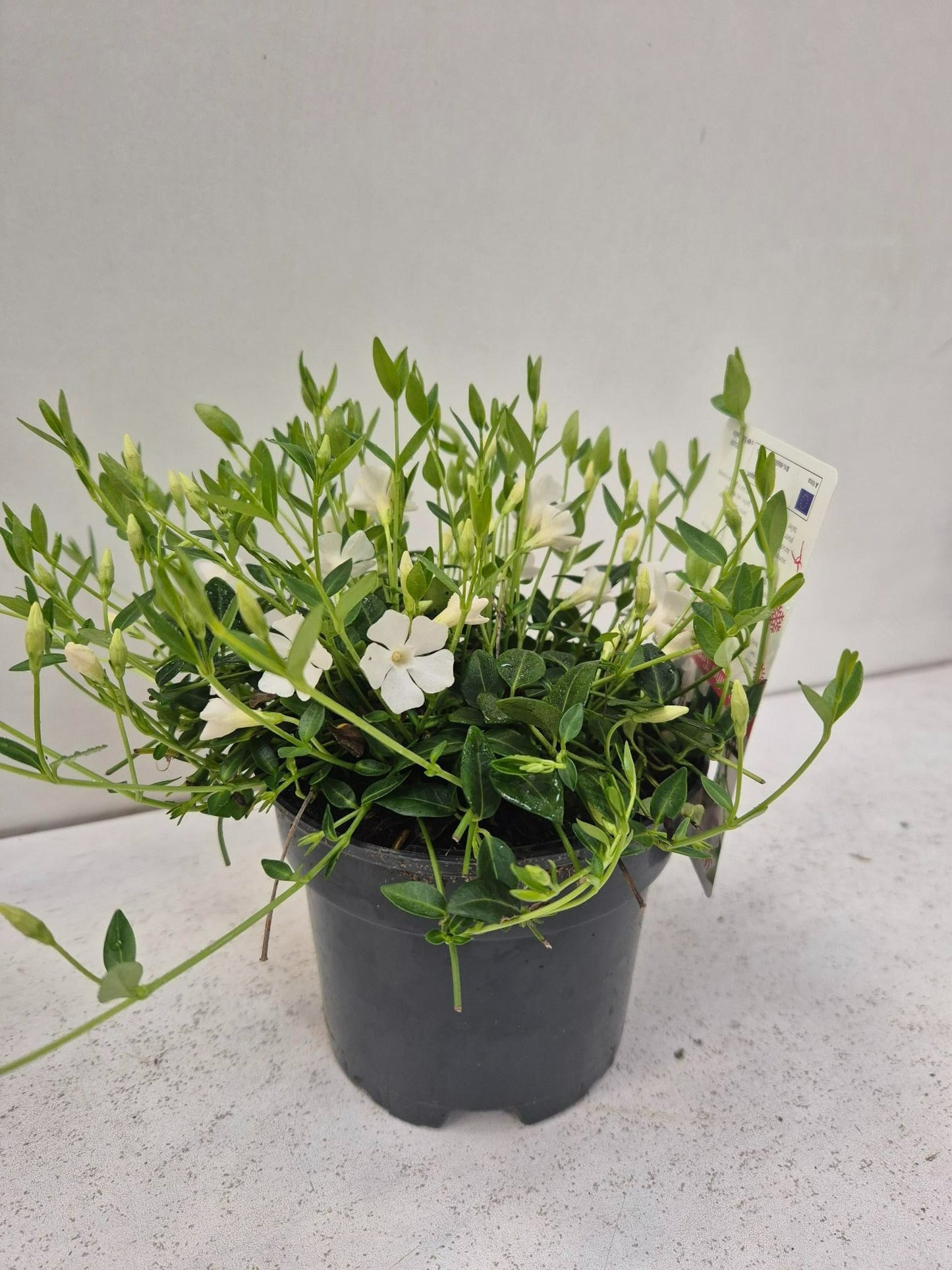 Vinca Gertrude Jekyll 15cm 13cm Pot