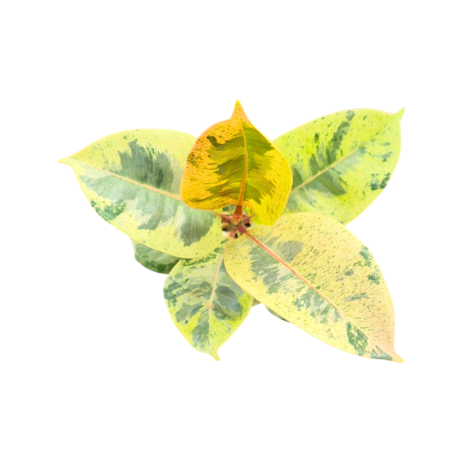 Ficus benjamina 15cm 7cm Pot