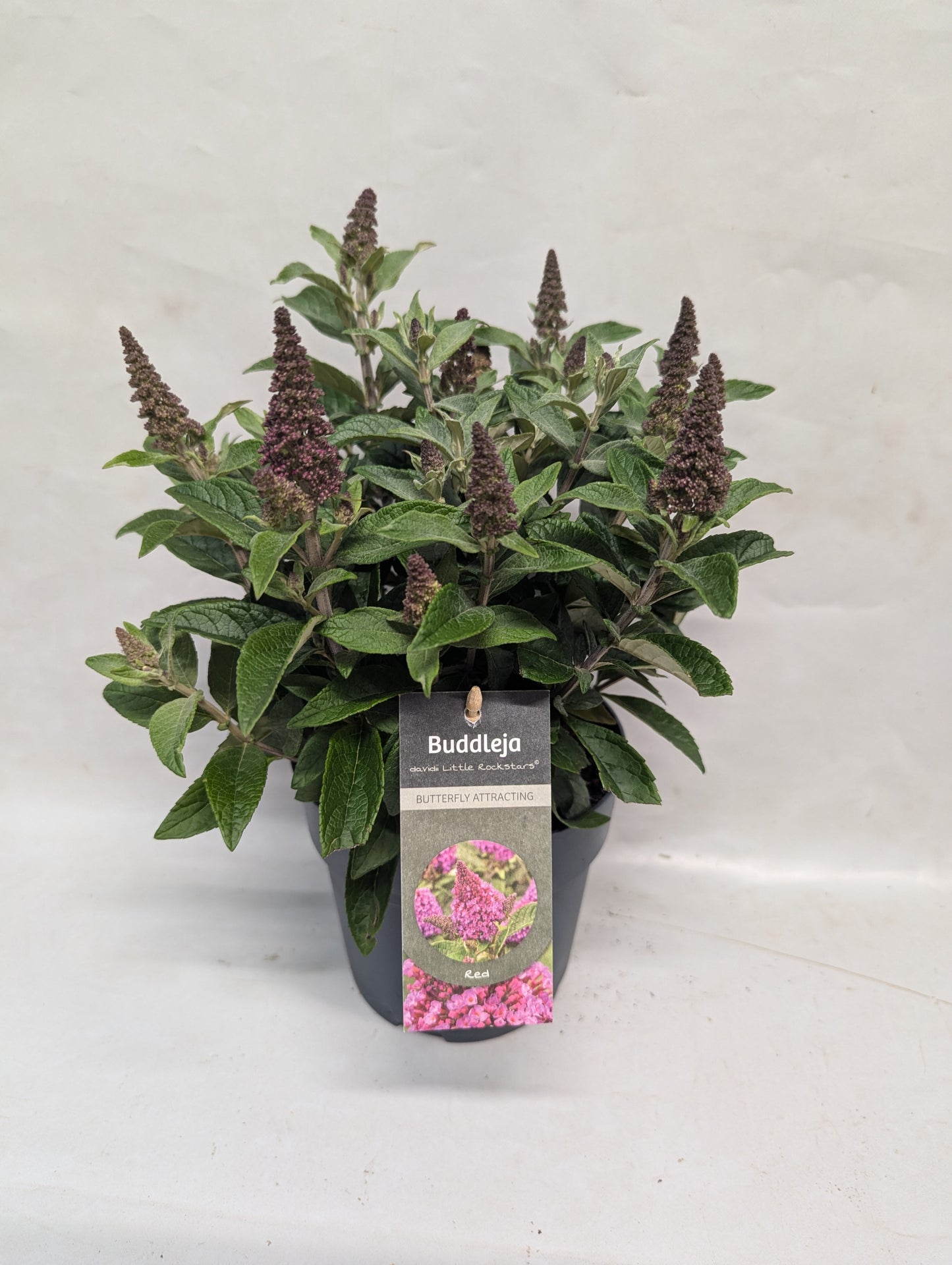 Buddleja davidii Trio (3 colours/1 pot) 30cm 15cm Pot
