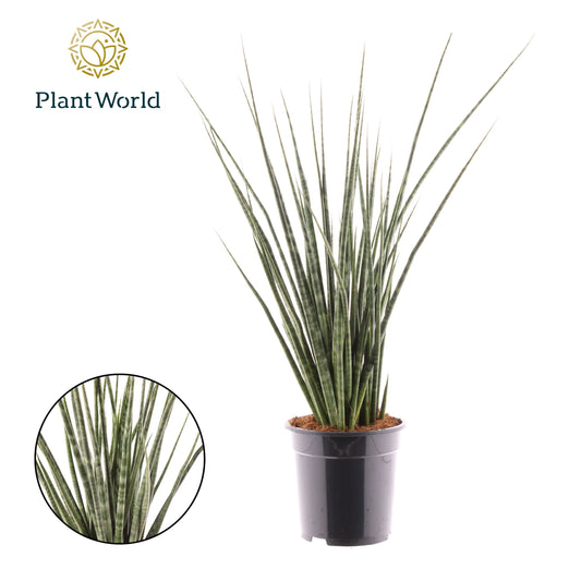 Sansevieria 70cm 19cm Pot