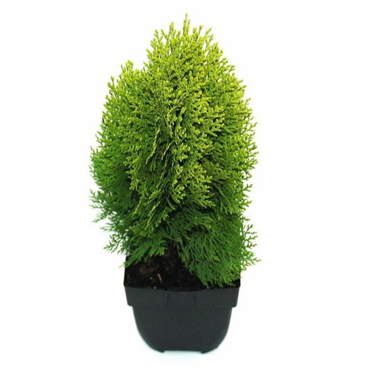 Platycladus Aurea Nana 55cm 17cm Pot