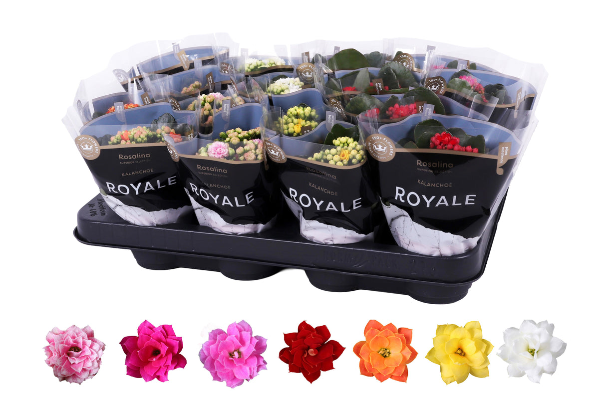 Kalanchoe Rosalina Royale mix 15cm 7cm Pot