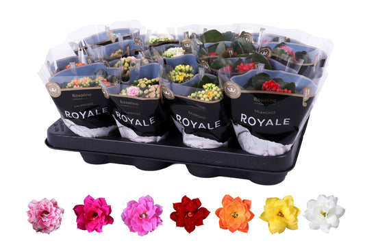 Kalanchoe Rosalina Royale mix 15cm 7cm Pot