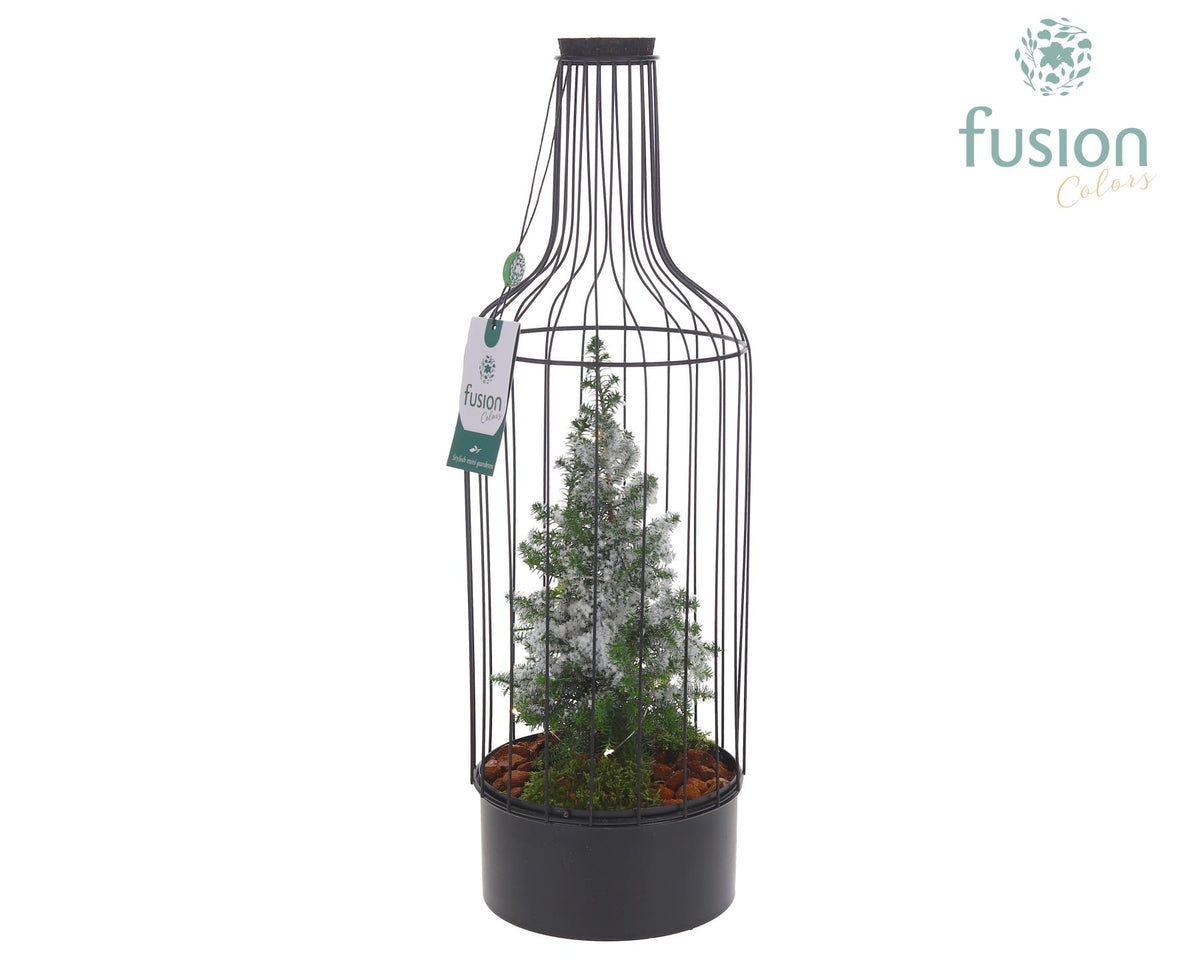 Metaal Fles zwart Large Kerst met Chamaecyparis met sneeuw met verlichting 55cm 17cm Pot