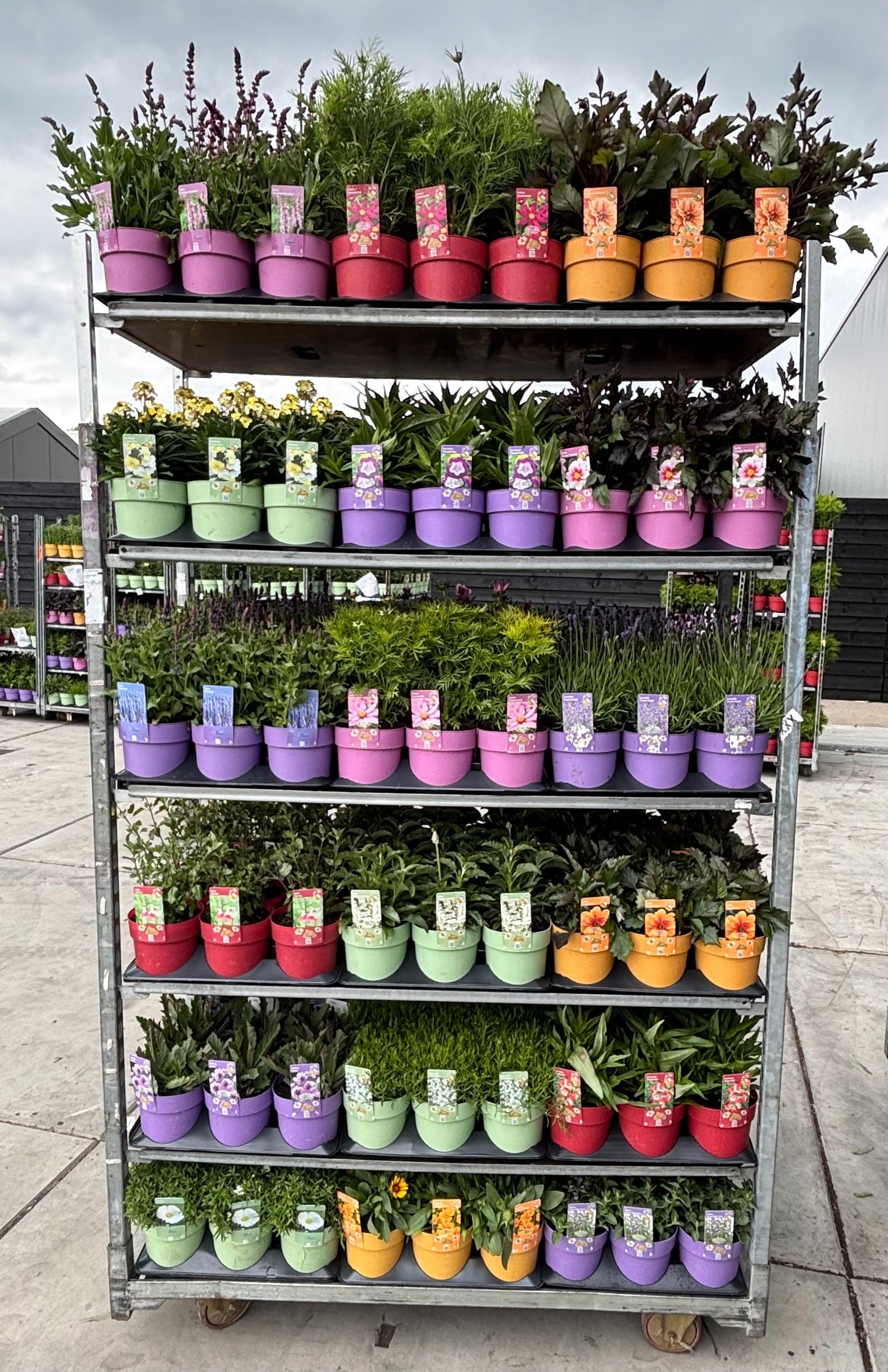 Perennials  mix 25cm 15cm Pot