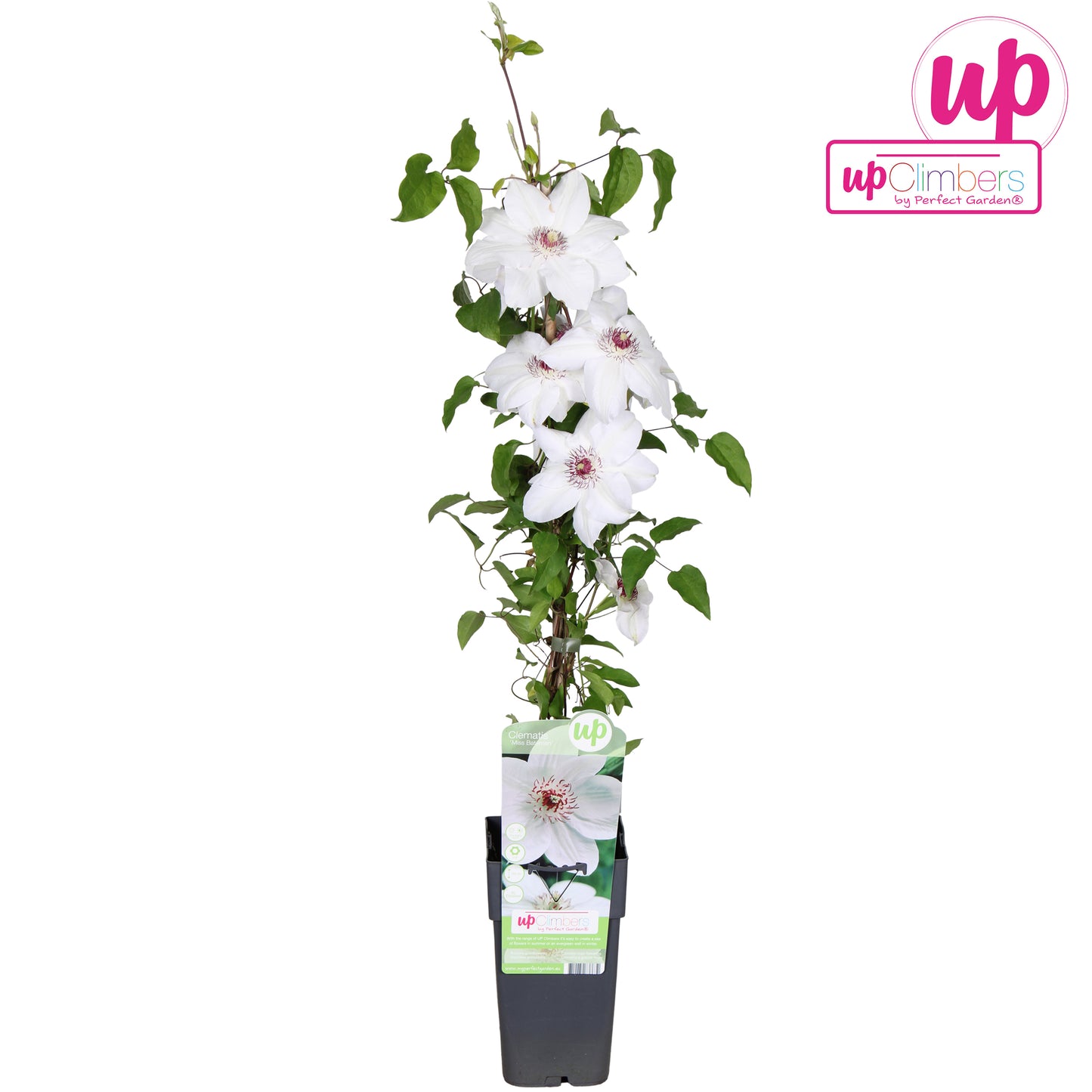 Hoogeveen Plants BV Clematis Miss Bateman Pack of 10