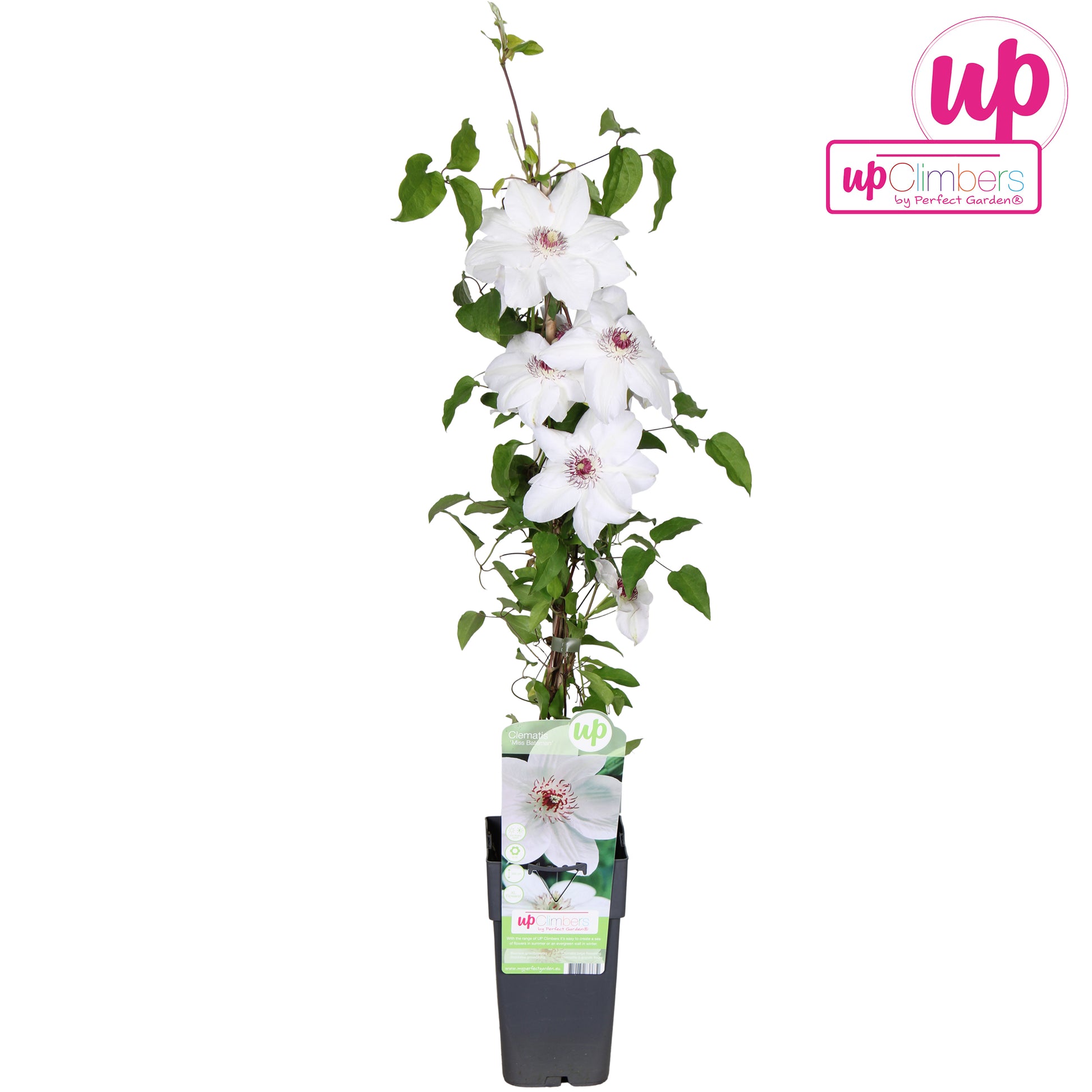 Hoogeveen Plants BV Clematis Miss Bateman Pack of 10