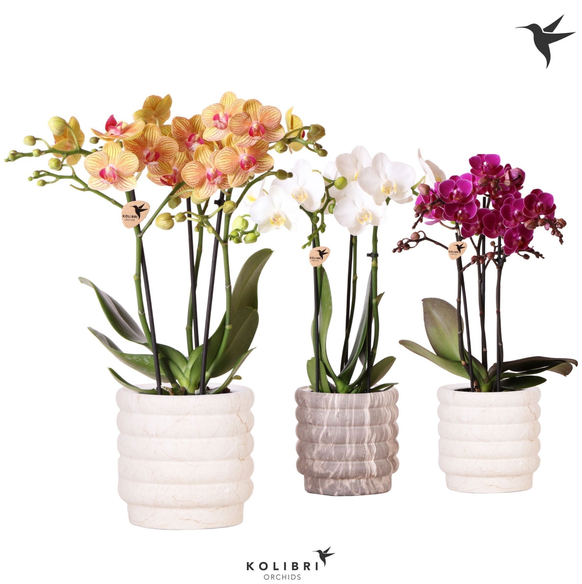 Kolibri Orchids Phalaenopsis mix 3 spike in Marble pot mix 40cm 9cm Pot