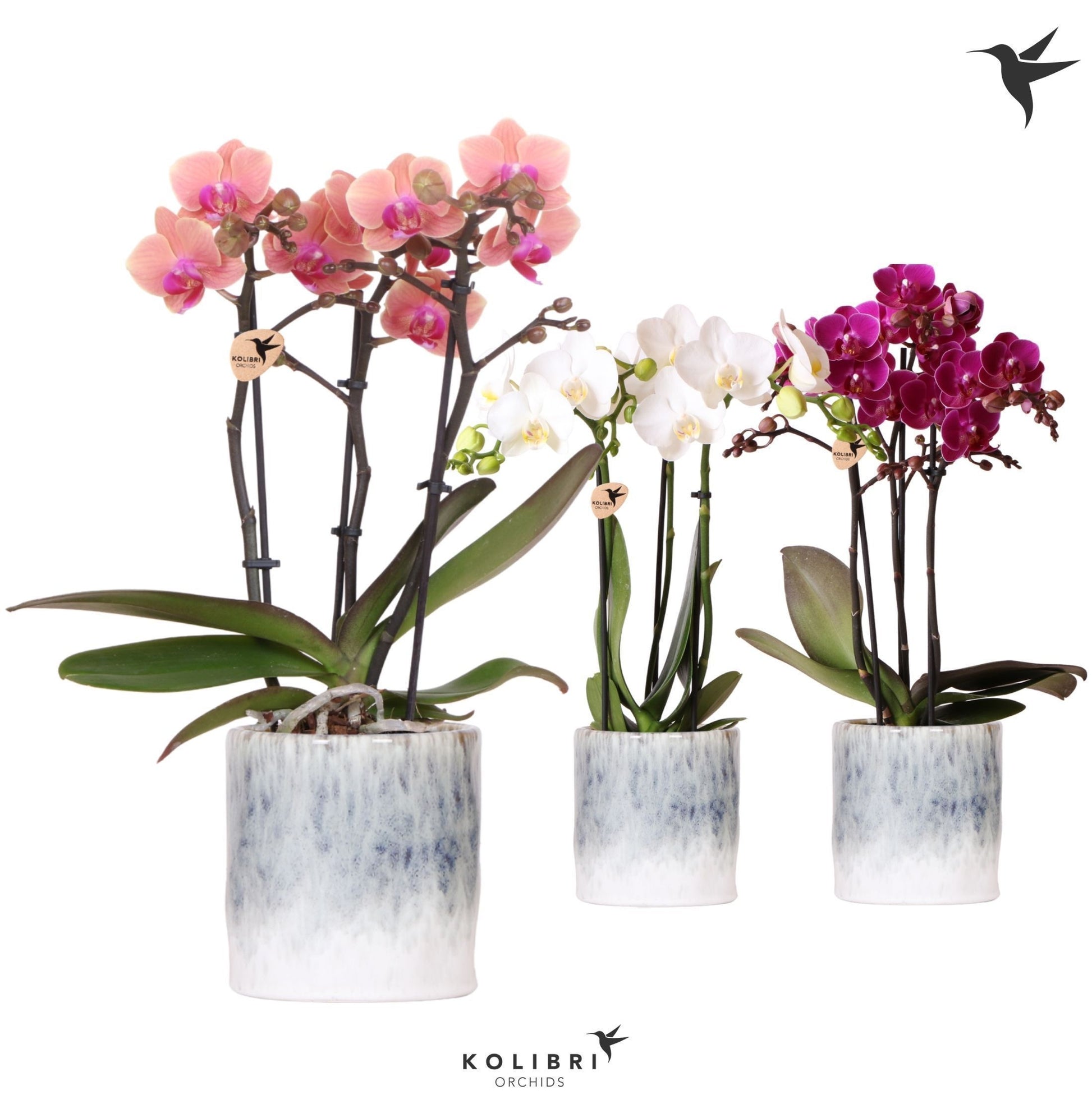 Kolibri Orchids Phalaenopsis mix 3 spike in Sky pot 40cm 9cm Pot