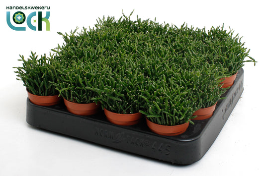 Hatiora 8cm 5.5cm Pot