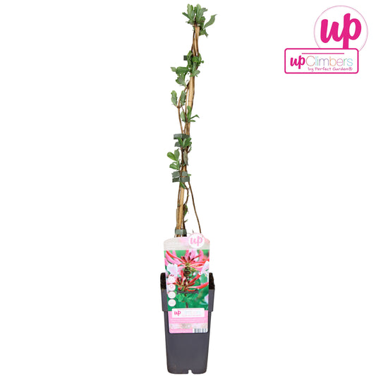Lonicera Serotina 65cm 15cm Pot