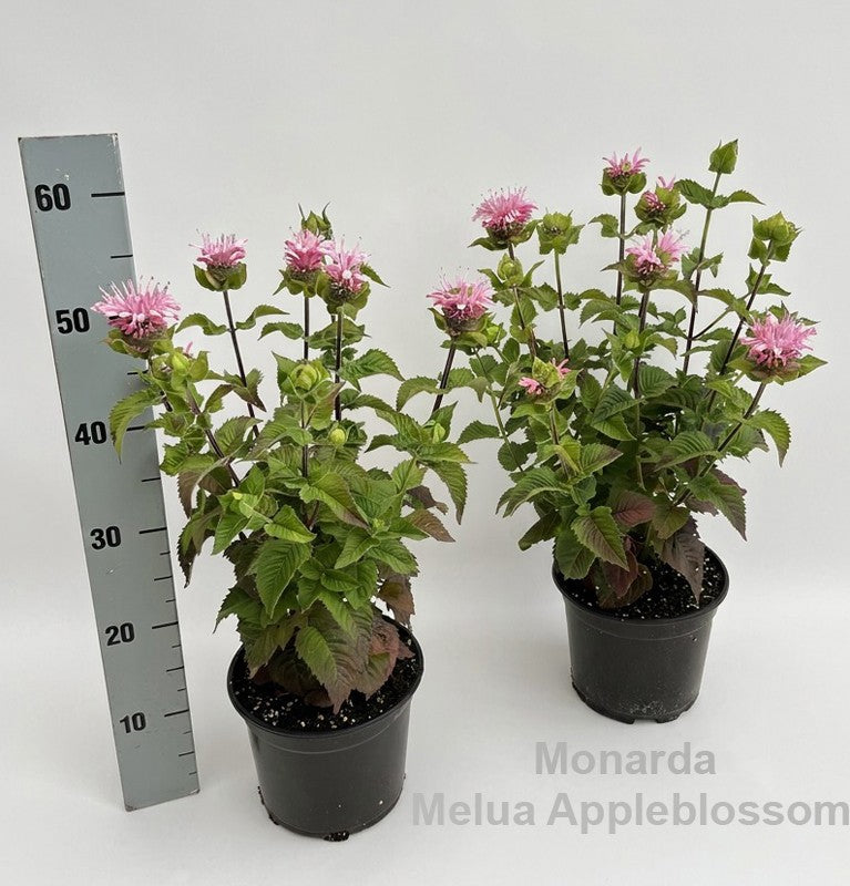 Monarda didyma 50cm 19cm Pot