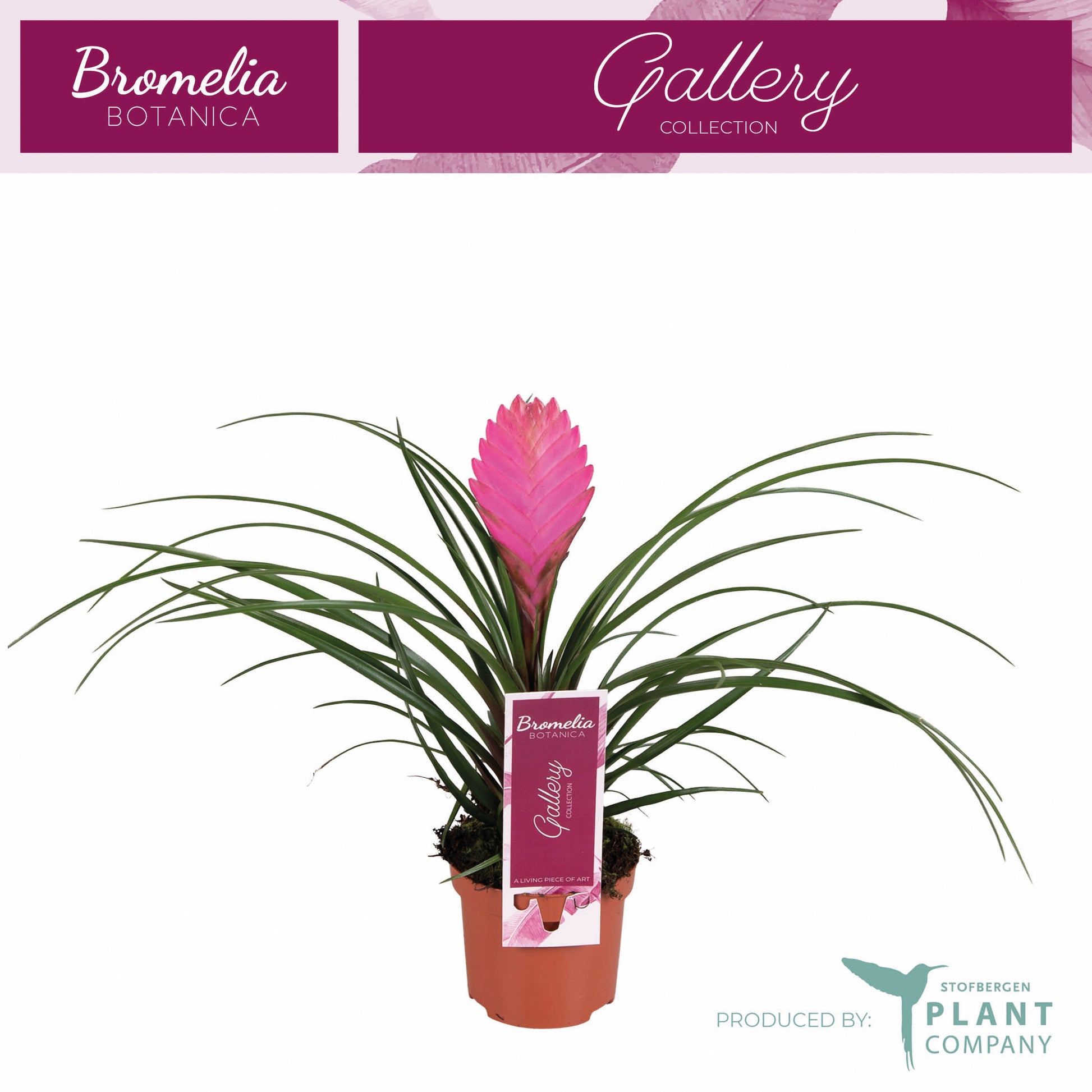 Plant Company BV (Stofbergen) Tillandsia Anita Pack of 18