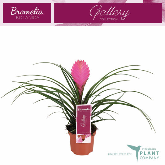 Plant Company BV (Stofbergen) Tillandsia Anita Pack of 18