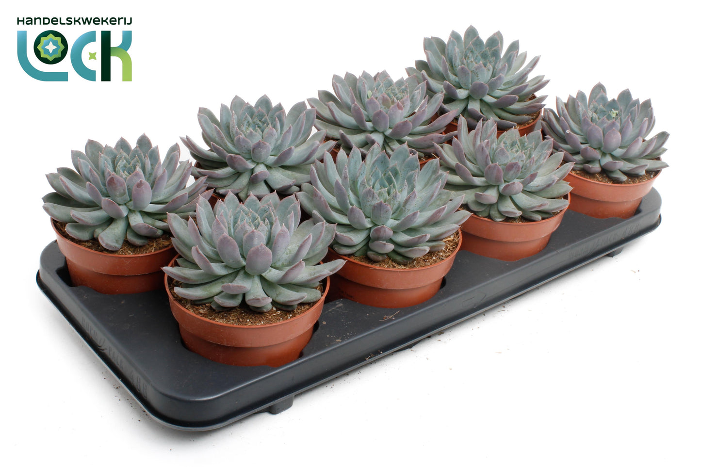 Echeveria Hybrid 15cm 12cm Pot