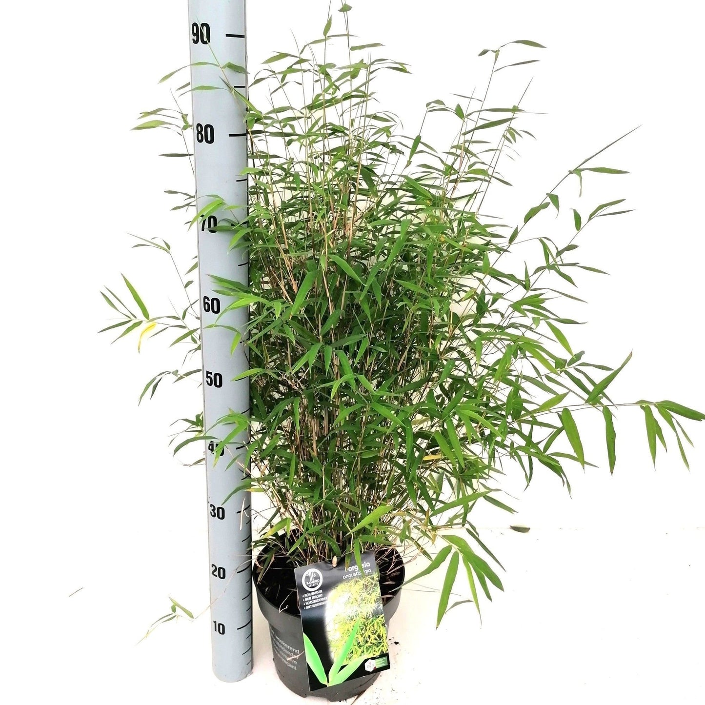Fargesia angustissima 110cm 23cm Pot